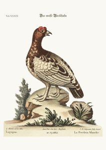 Valkoinen Partridge, 1749-73